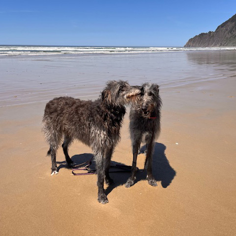 Two dogs on the beach as a couple