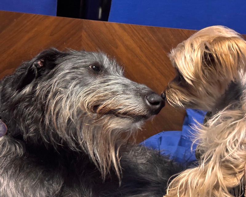 Dogs kissing each other