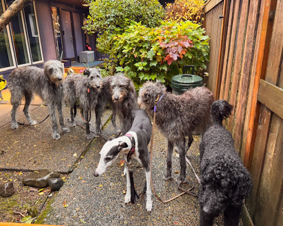 family_therapy_oregon_washington Group of dogs representing family therapy